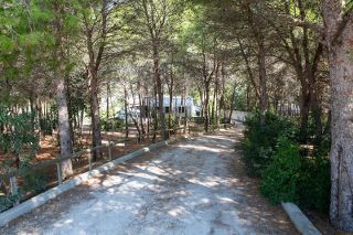Ingresso e Pineta