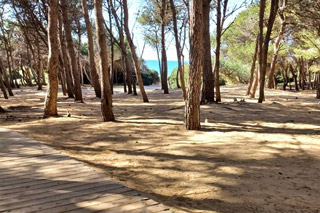Pine Forest of Punta della Suina